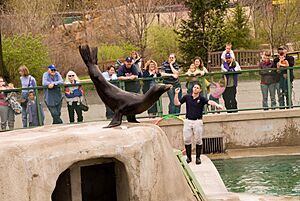 Sea Lion Show