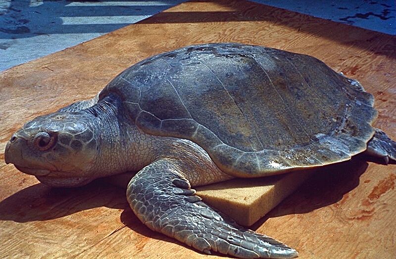 Sea Turtle
