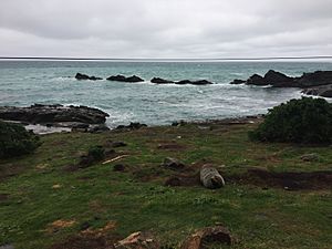 Seal at Cape Palliser