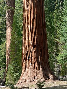 Sequoiadendron giganteum 08147