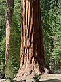 Sequoiadendron giganteum 08147