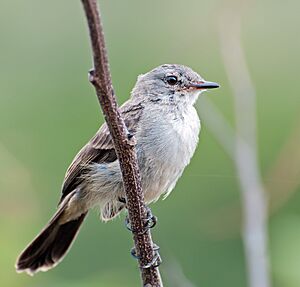 Serpophaga nigricans -Rio Paranapanema, Piraju, Sao Paulo, Brasil-8