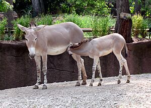 Somali Wild Ass mother and foal