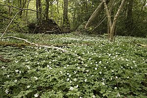 Spring In Grace Dieu Wood - geograph.org.uk - 1302561.jpg