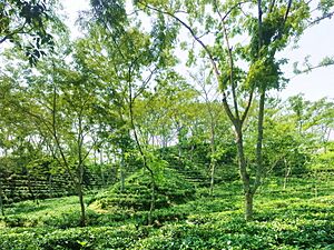 Sreemangal tea garden 2017-08-20