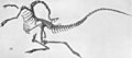 Struthiomimus skeleton jconway