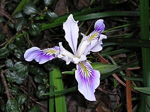 Strybing Arboretum - Flower6