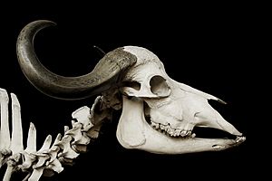 Syncerus caffer african buffalo skull MNHN