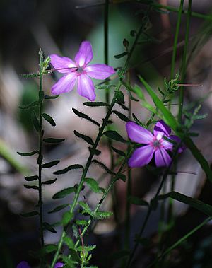 Tetratheca hirsuta gnangarra.JPG