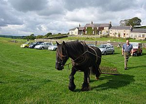 The Working Dales Pony Centre, Clarks Hill Farm - geograph.org.uk - 253878