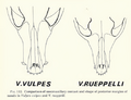 The contemporary land mammals of Egypt (including Sinai) (1980) Fig. 112