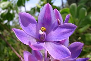 Thelymitra purpurata flower1 Hat head NC - Flickr - Macleay Grass Man (cropped).jpg