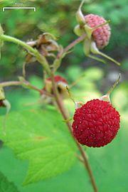 Thimbleberry (3823059633).jpg