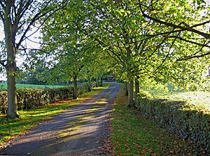 Tree-lined drive to St. Michael's Church - geograph.org.uk - 2131460