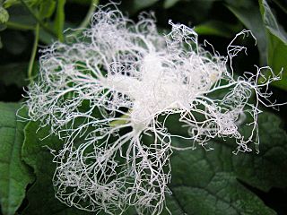 Trichosanthes cucumerina flower