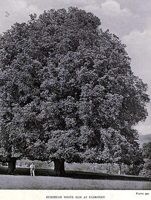 Ulmus laevis at Ugbrooke