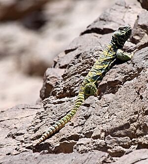 Uromastyx ornata.JPG