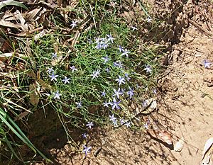 Wahlenbergia stricta on the banks of the Murrumbidgee River