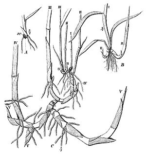 Warming-Skudbygning-Fig10-Phragmites-australis