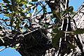 Whiskered Screech-Owl Upper Miller Canyon Sierra Vista AZ 2018-11-03 12-44-27 (31895104988)