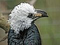 White-crested Hornbill SMTC