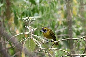 Yellow browed bulbul at Nuwara Eliya.jpg