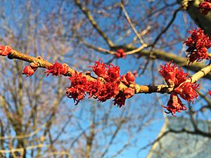 2016-03-02 17 22 36 Female Red Maple blossoms along McLearen Road (Virginia State Secondary Route 668) in Oak Hill, Fairfax County, Virginia