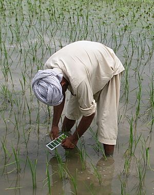 AIP-Rice farmer using leaf color chart-based nitrogen application in rice paddy in Punjab (15638478584) (cropped).jpg