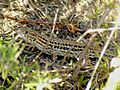 Acanthodactylus erythrurus