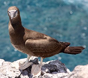 Adult Brown Booby (Sula leucogaster) (8372971390)