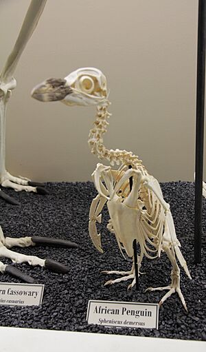 African Penguin Skeleton