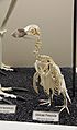 African Penguin Skeleton