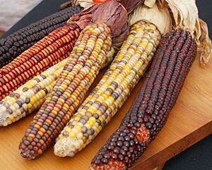 Amazing Maize