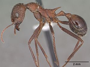 Aphaenogaster albisetosa casent0102824 profile 1.jpg