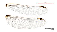 Austrogomphus collaris female wings (34927841691)