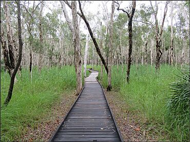 Banksia wetlands walking track, Woodgate, 2022.jpg