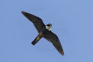 Bat falcon (Falco rufigularis petoensis) in flight Orange Walk