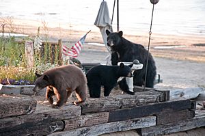 Bears at Kings Beach, CA