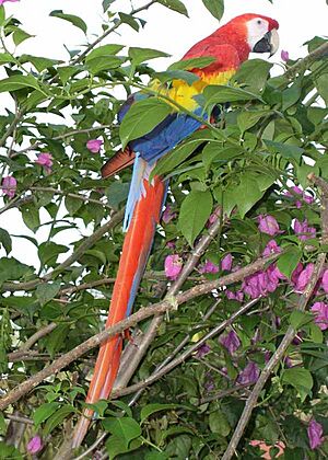 Belize54