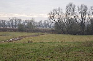 Berry Fen 8