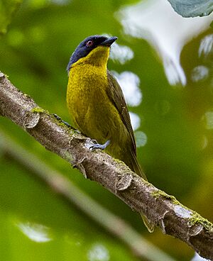 Black-fronted Bushshrike (Chlorophoneus nigrifrons) (cropped).jpg