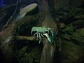 Blue Yabby crayfish