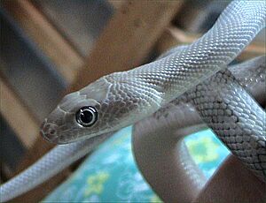 Bogertophis subocularis2