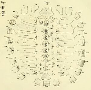 Bojanus fig9