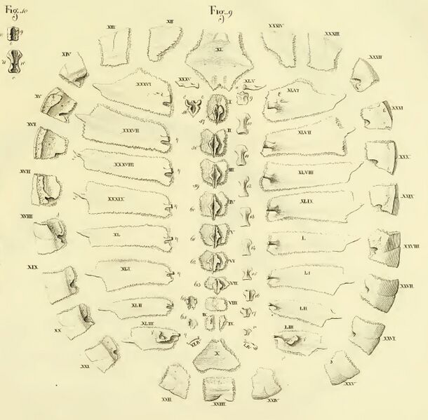 Bojanus fig9