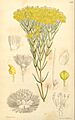 Botanical Magazine 5286 Verticordia nitens (plate)