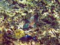 Buck Island Reef National Monument parrotfish