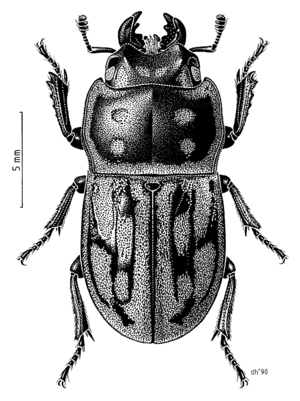 COLE Lucanidae Paralissotes reticulatus.png