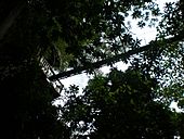 Canopy Falealupo Rainforest, Savaii
