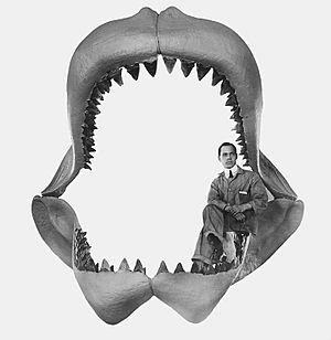 Carcharodon megalodon